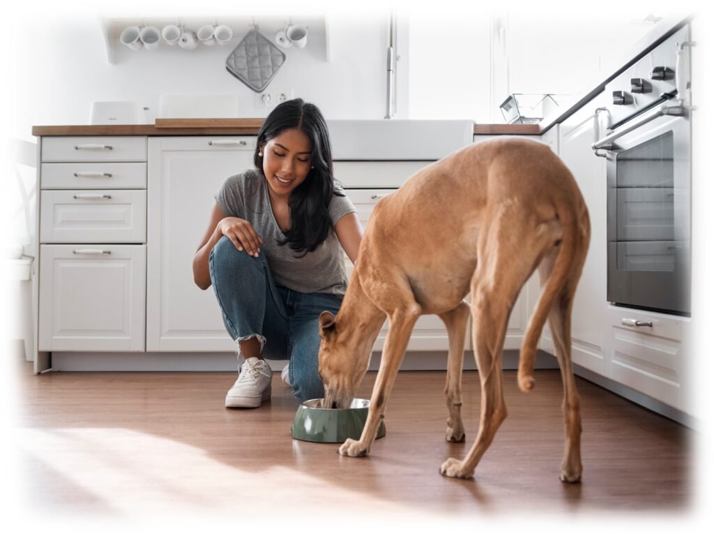 testez les aliments et croquettes pour chat et chien sur le marché de nala