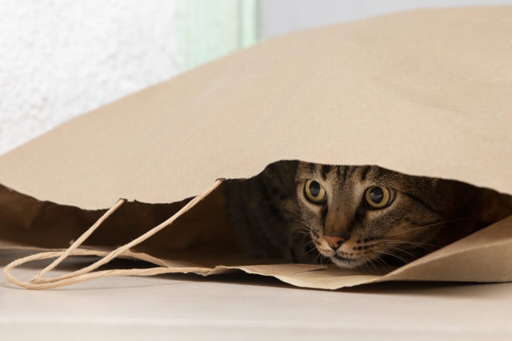 produits divers pour chat