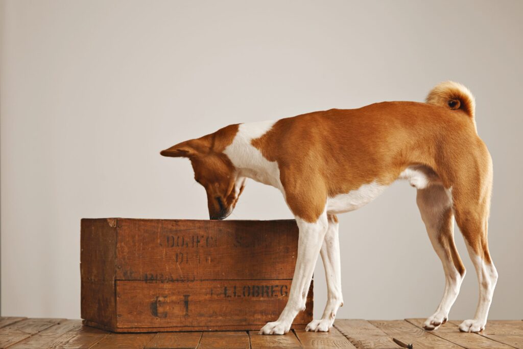 produits divers pour chien