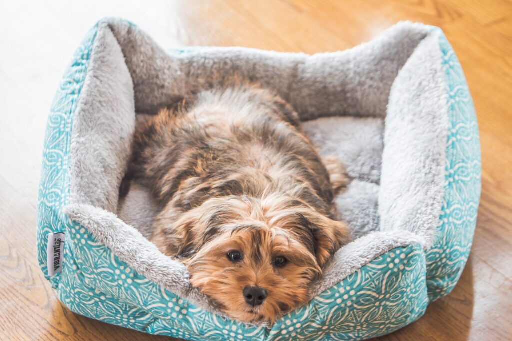 panier et coussin pour chien