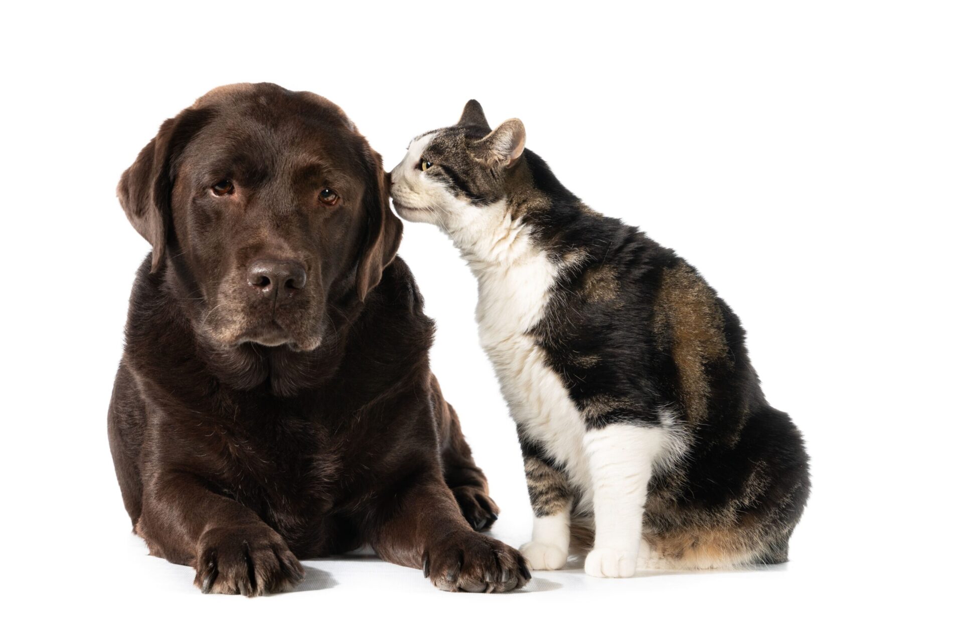 isolated-shot-of-calico-cat-touching-chocolate-labrador-retriever-dog-with-its-nose-scaled-1.jpg Les chiens et les chats se refile les astuces de Nala