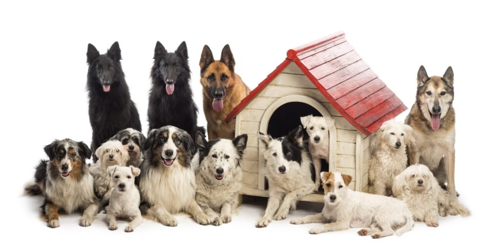 Tous les produits pour chien sur le marché de nala