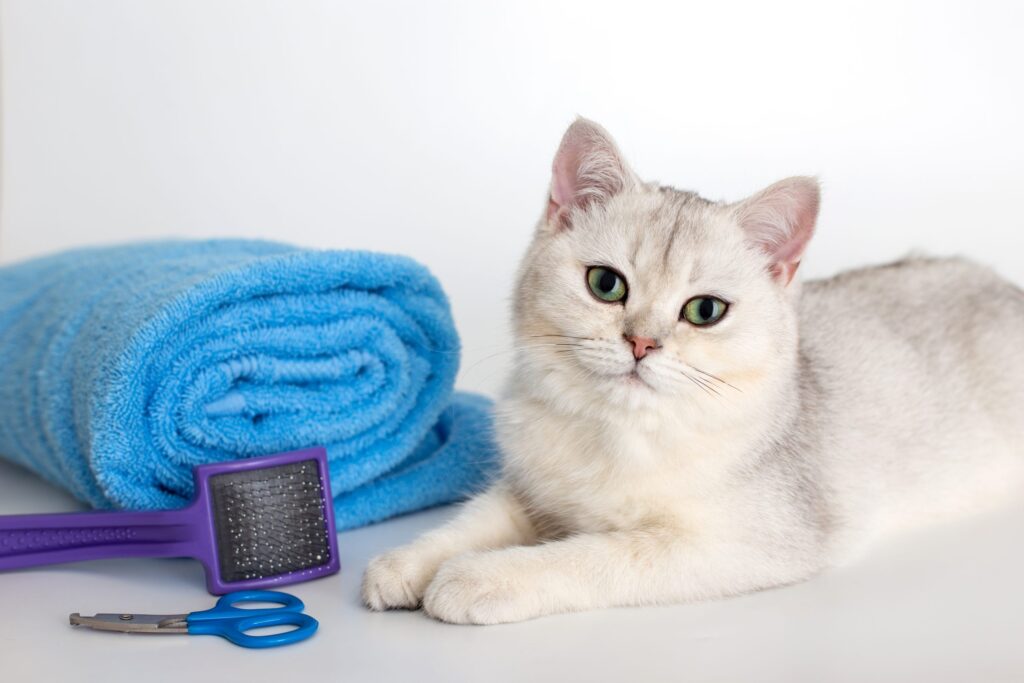 toilettage et hygiène chat