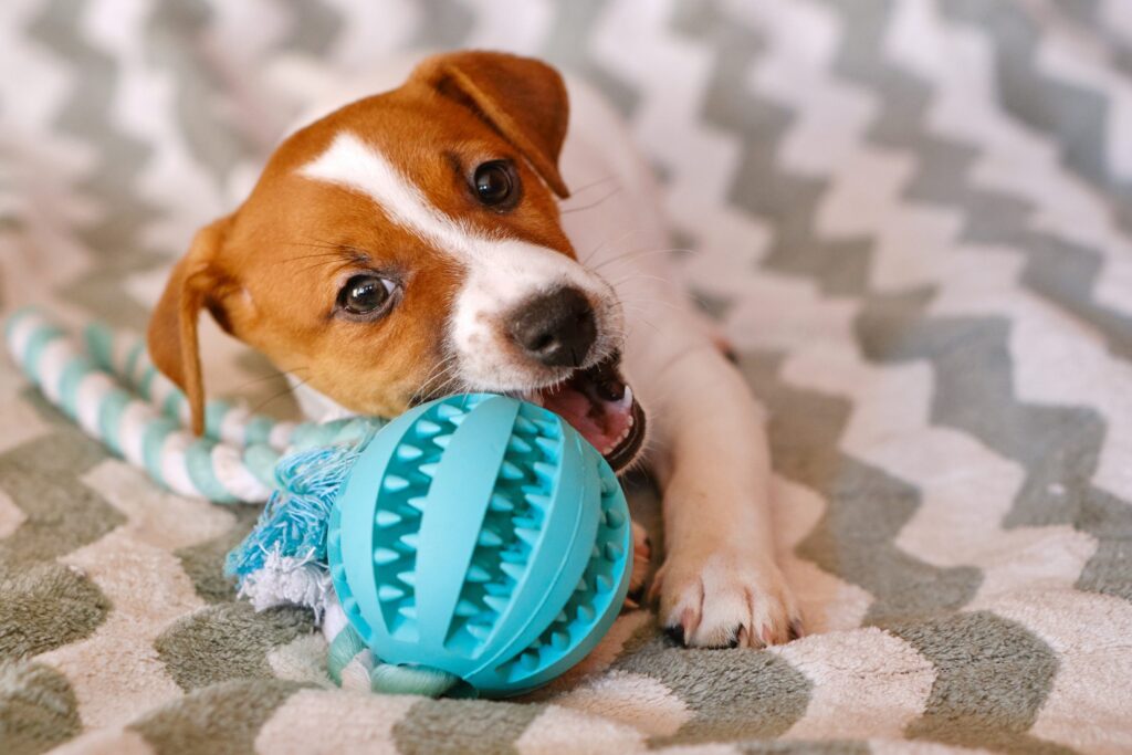 jouets pour chien