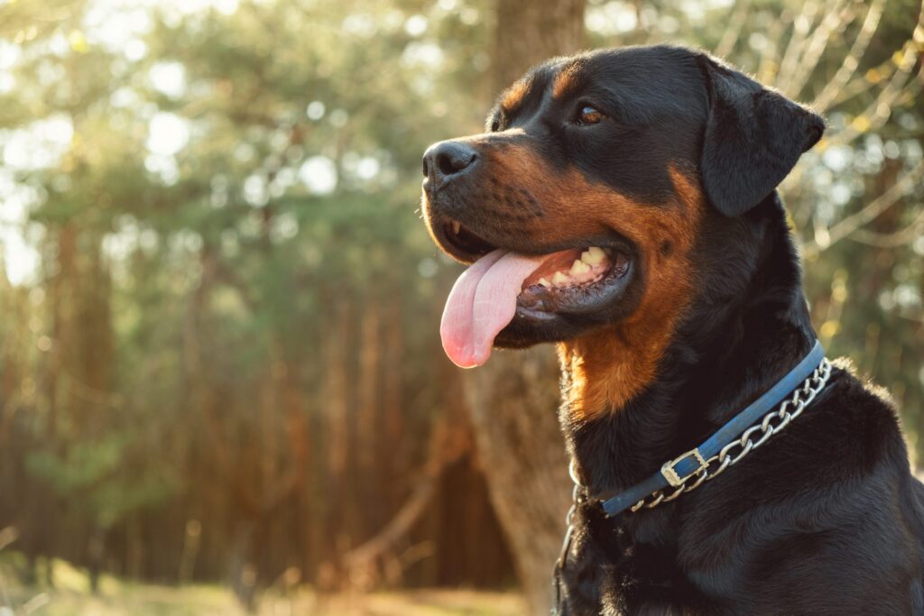 laisse, collier et harnais pour chien