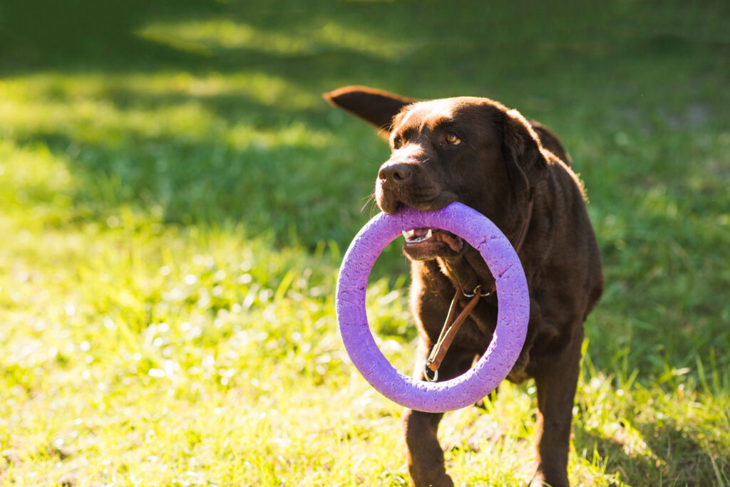 aliment pour chien selon besoins