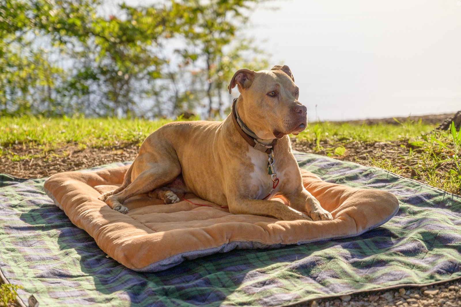coussin pour chien