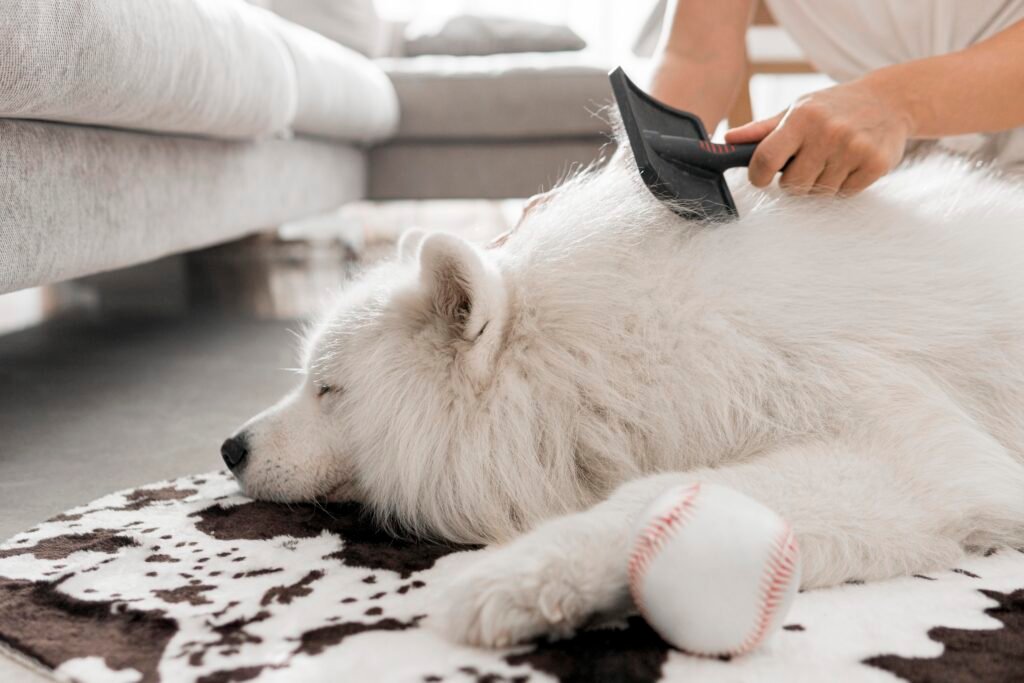brosse et carde, matériel de toilettage pour chien