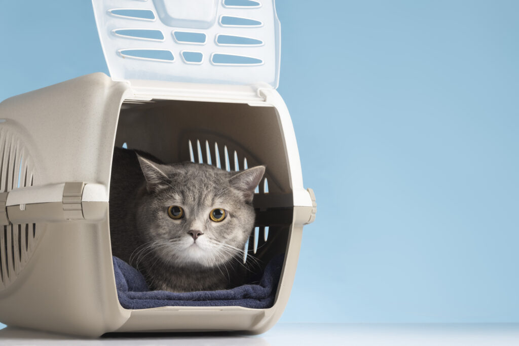 transport et sécurité pour chat