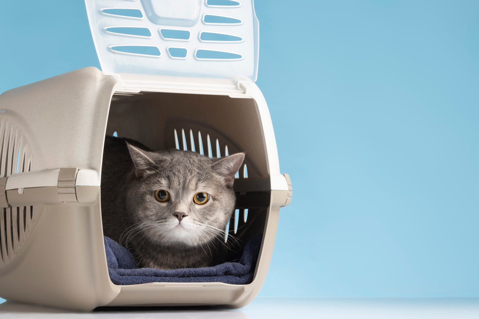 pension pour chat