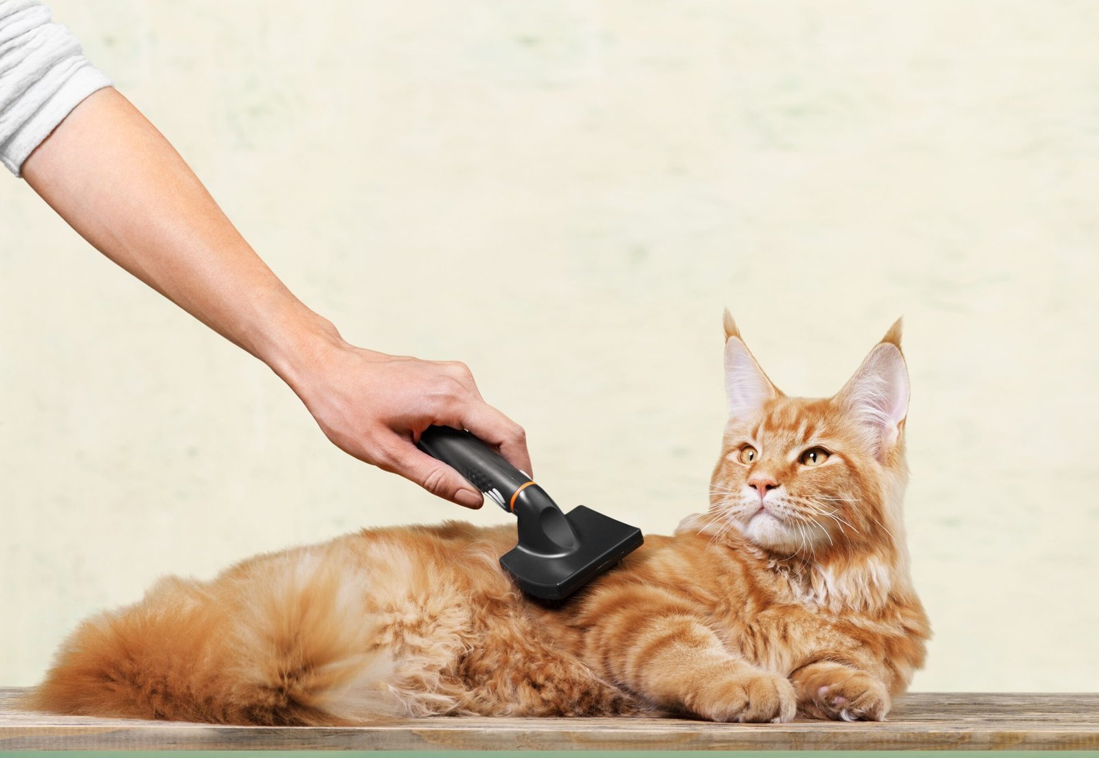 Toilettage pour chat
