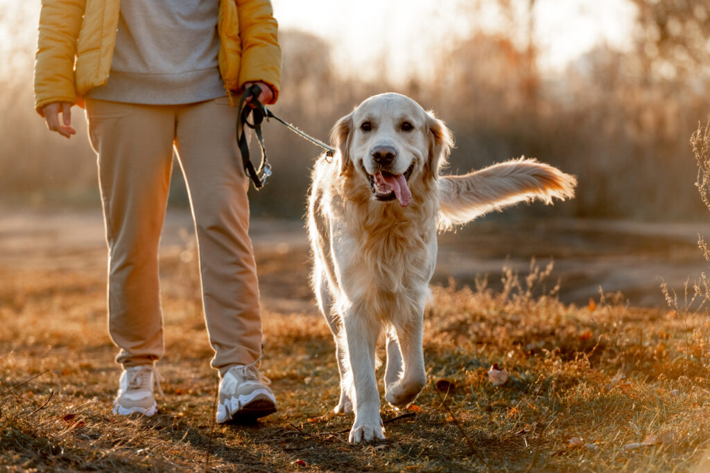 Pet sitter sur le marché de nala
