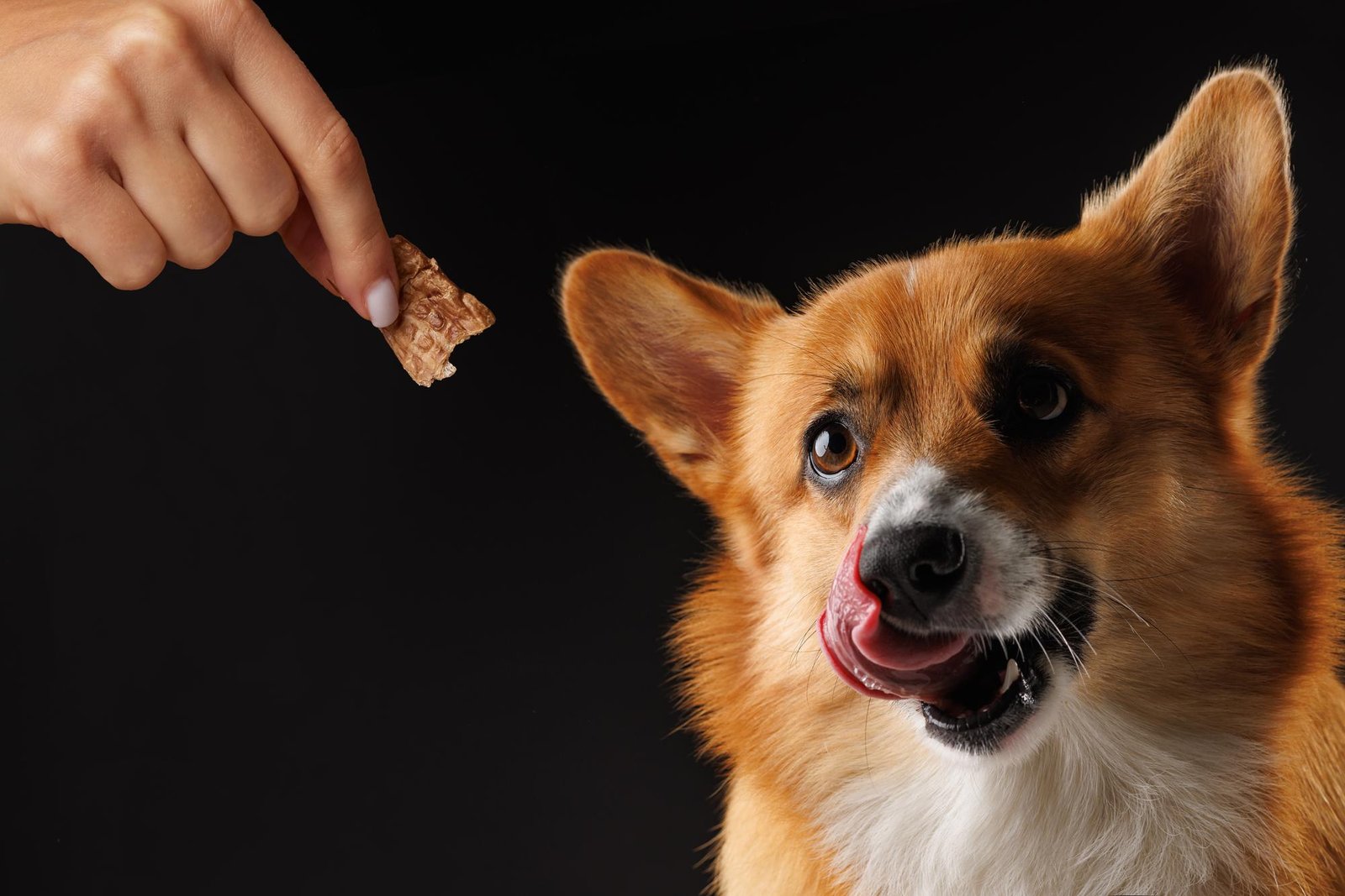 Friandises pour chien