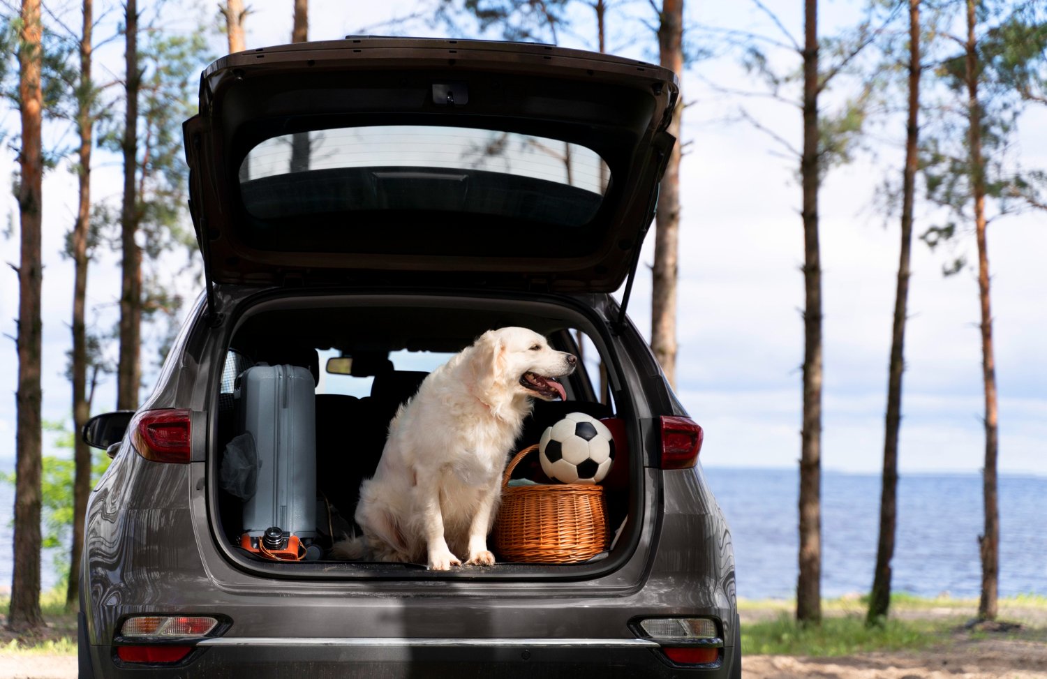 Services pour chien