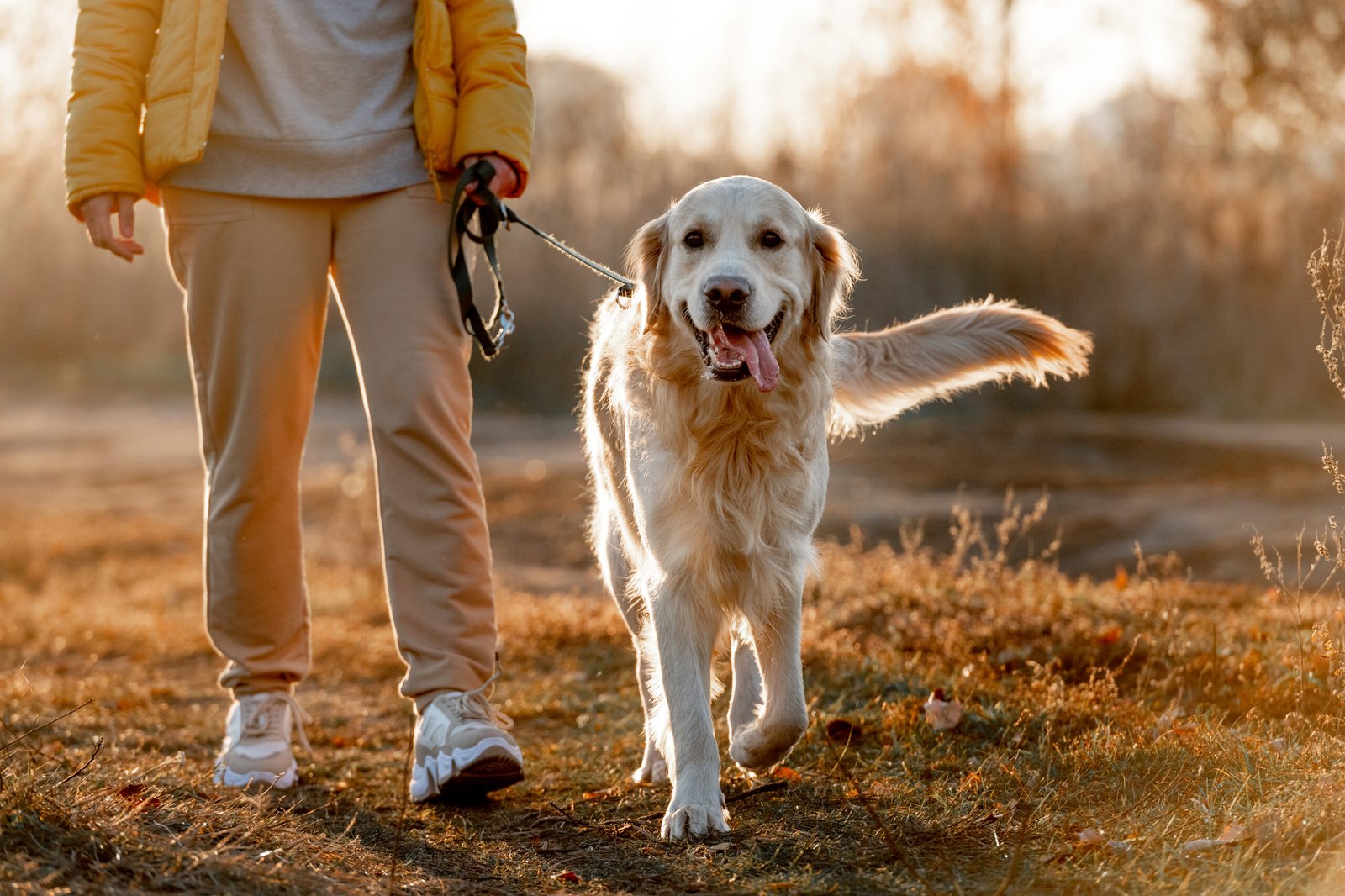 Pet sitter pour chien