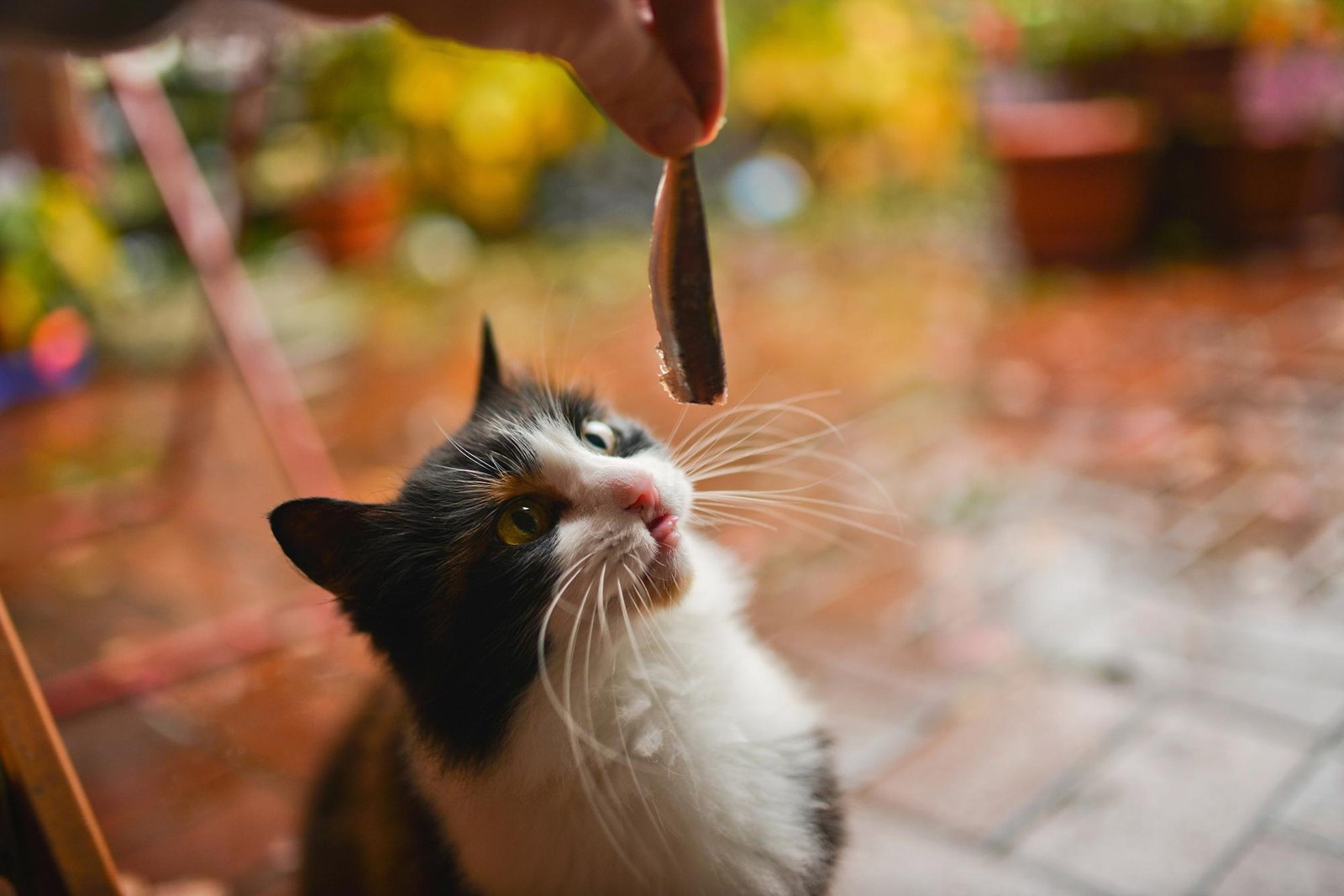 friandises pour chat