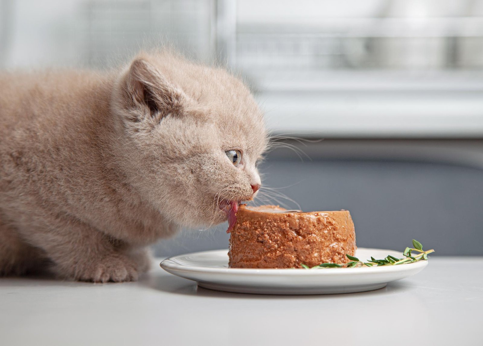 pâtée pour chat