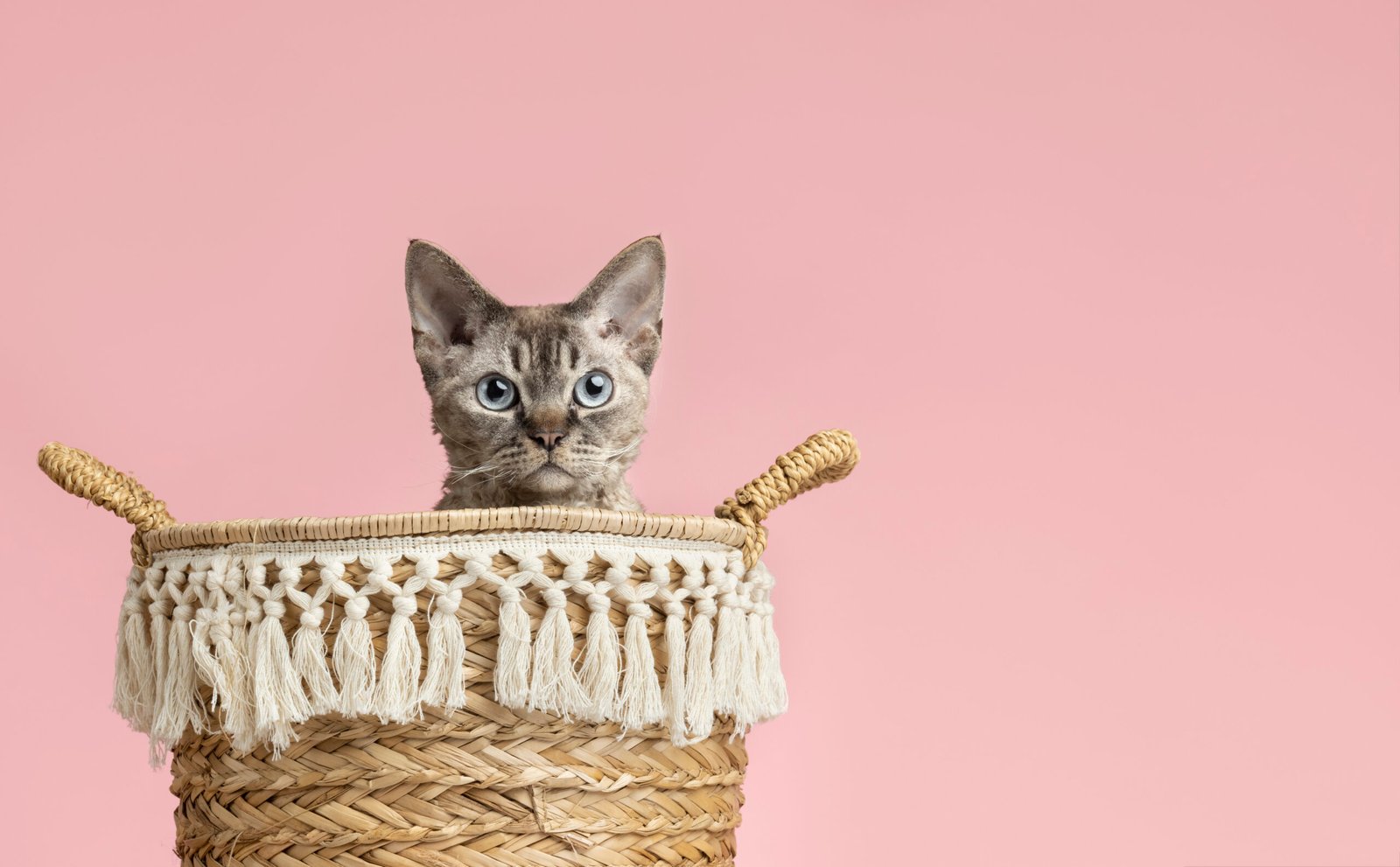 achats groupés pour chat