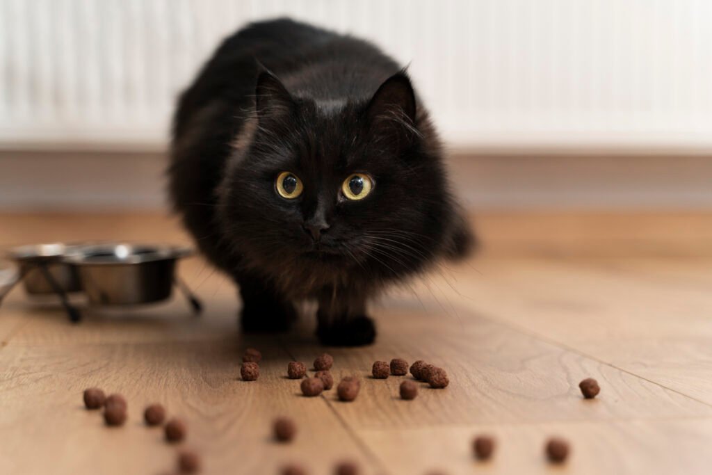 croquettes pour chat