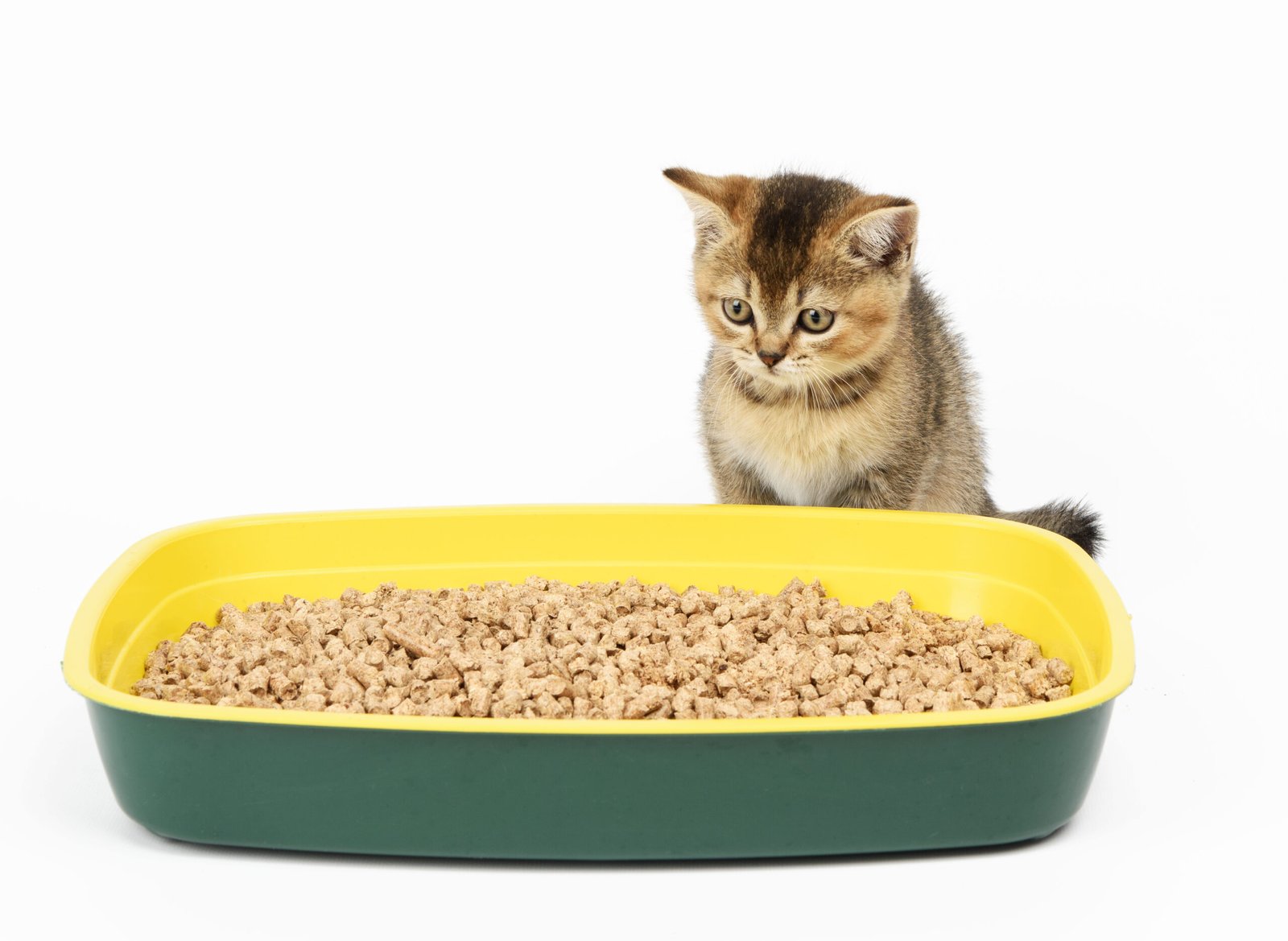 bac à litière et litière pour chat