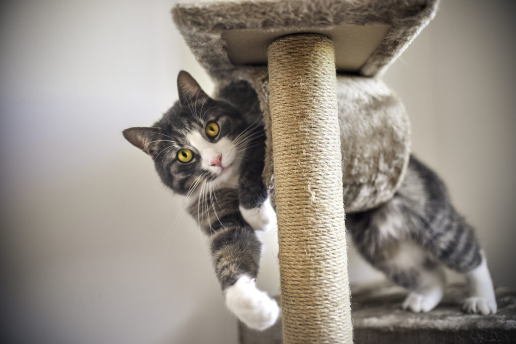 arbre à chat