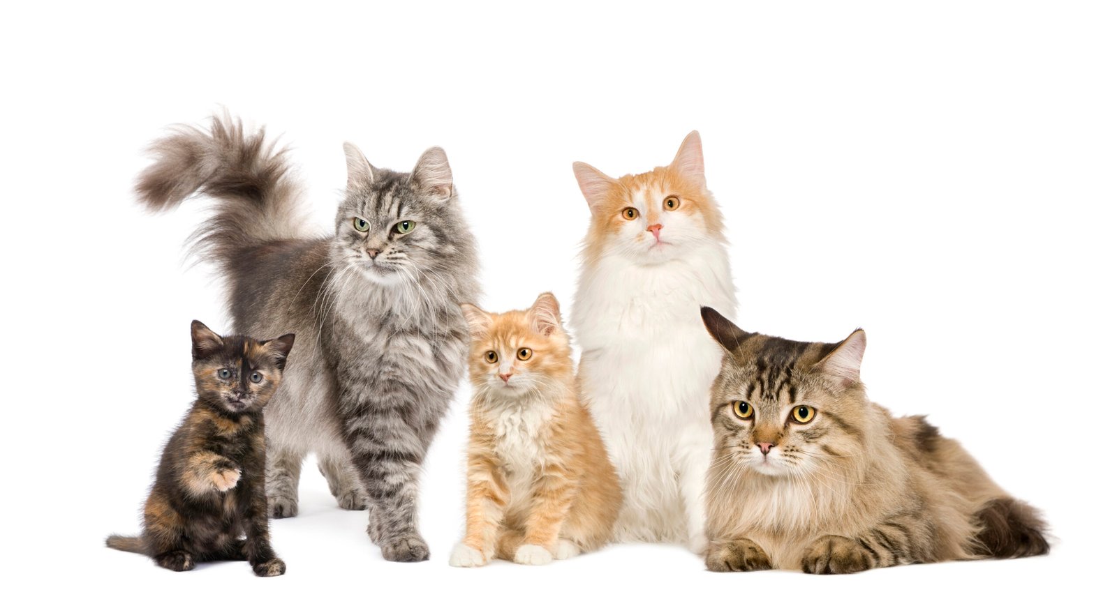 achat groupé pour chat