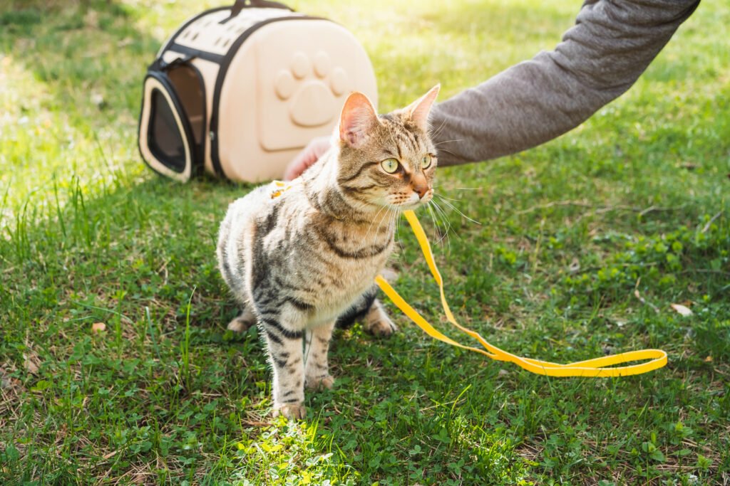 services et prestations pour chat