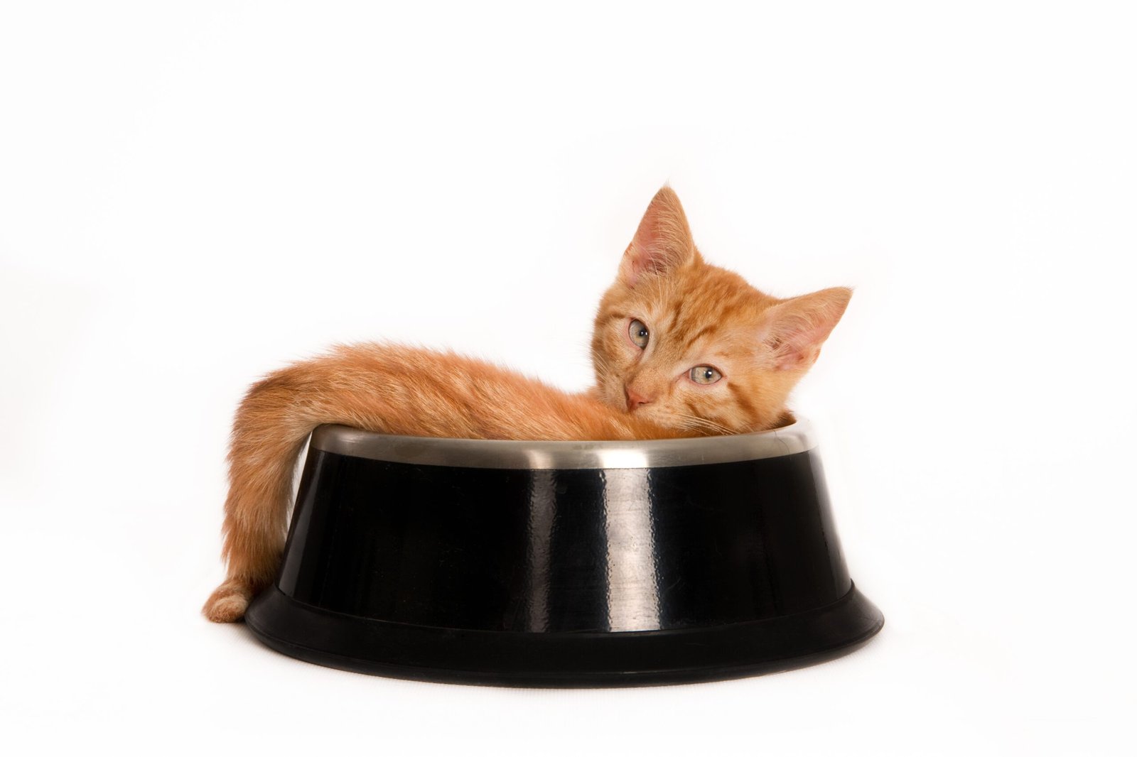 gamelles et distributeurs pour chat