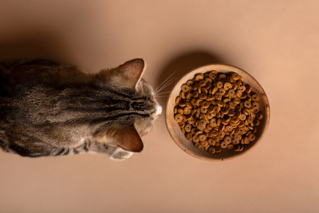 aliments pour chats âgés
