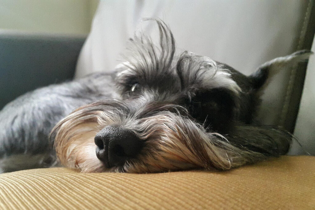 Produit le marché de nala pour vieux chien