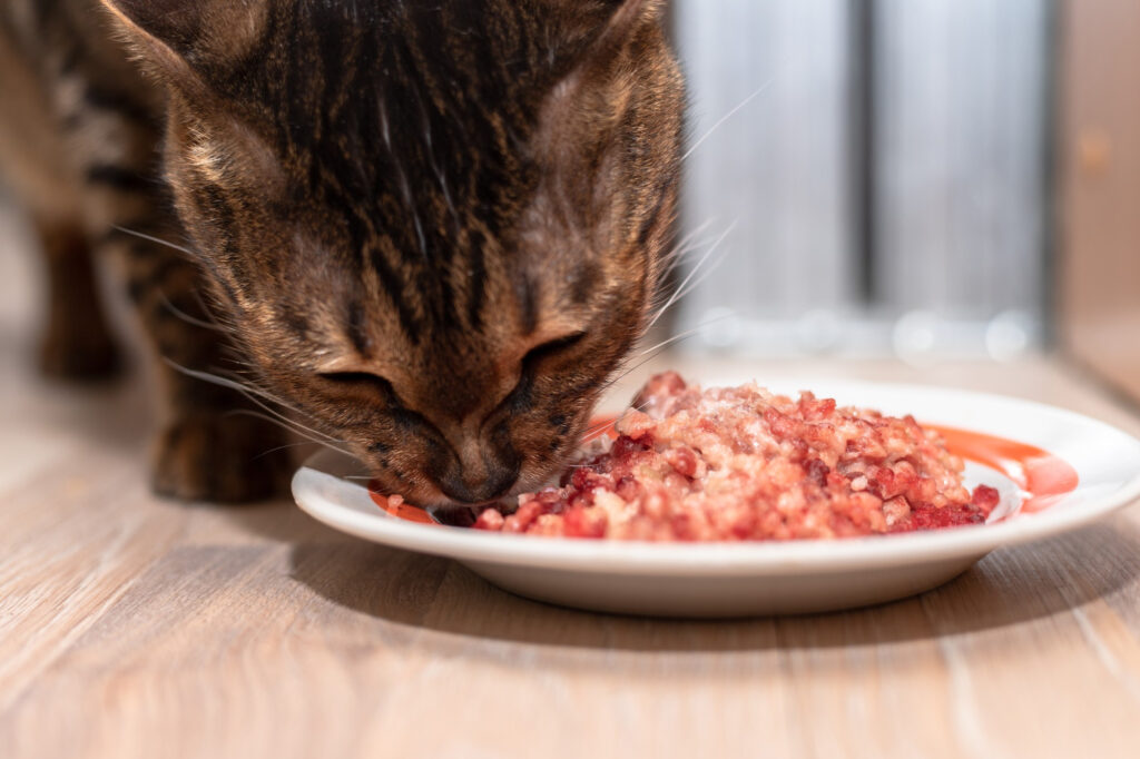 aliment pour chat avec troubles digestifs