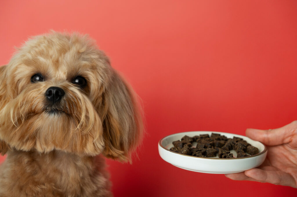 aliment pour chien difficile