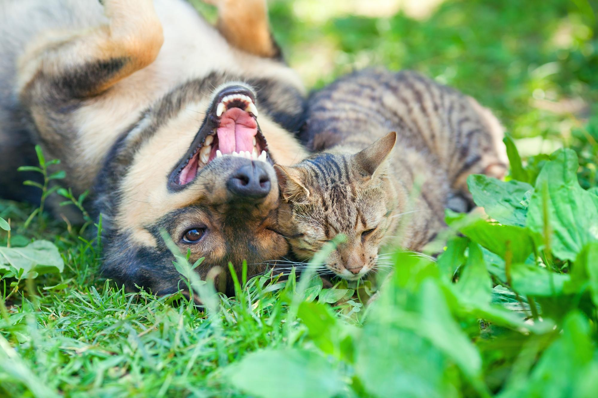 chat et chien en bonne santé, les valeurs des croquettes Amity