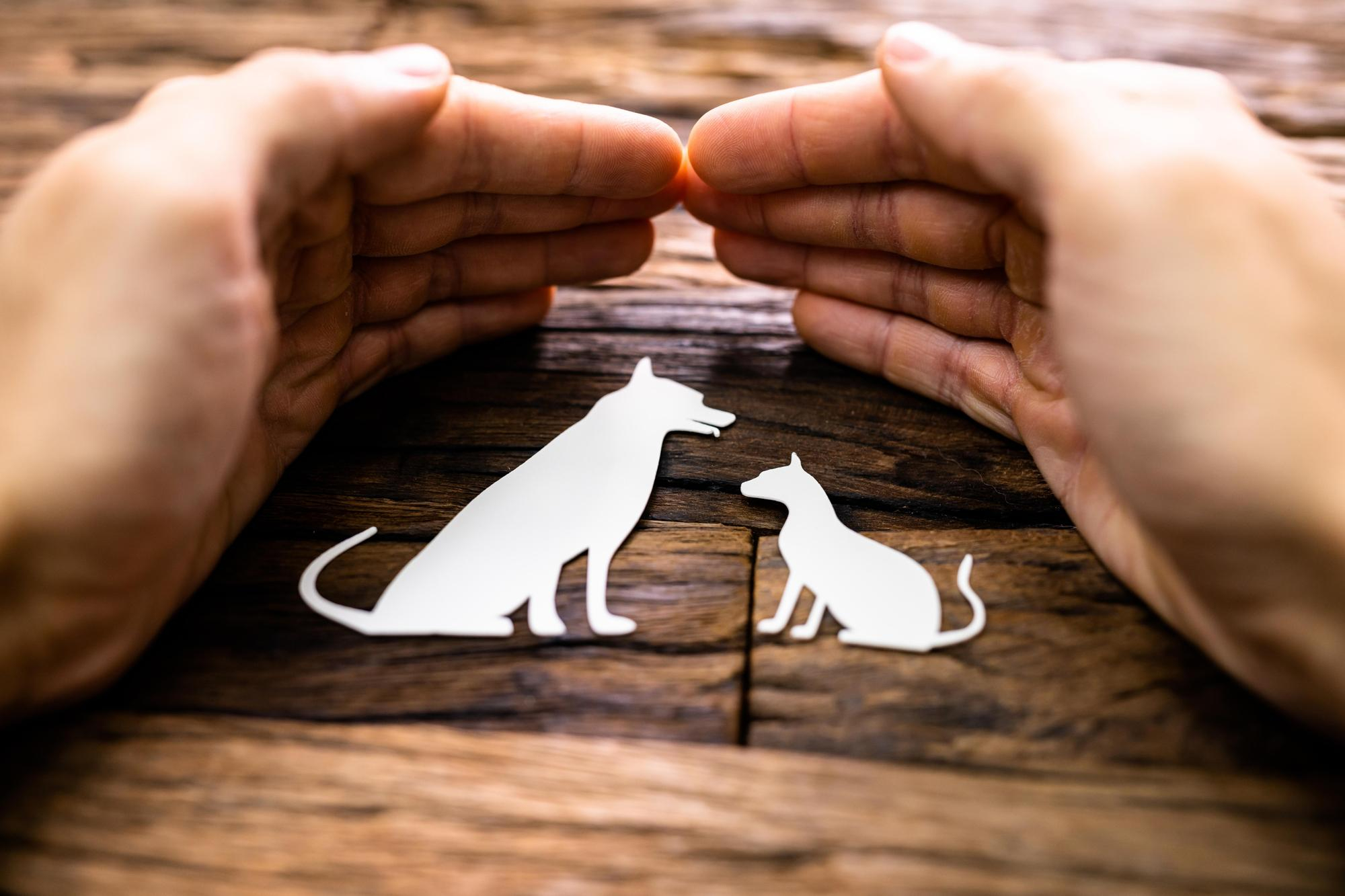 lutte contre la maltraitance animale