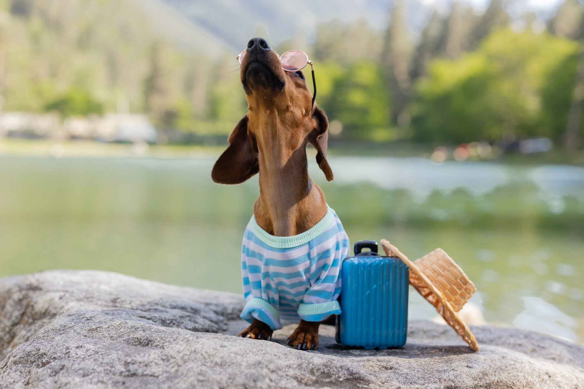 voyager avec son chien