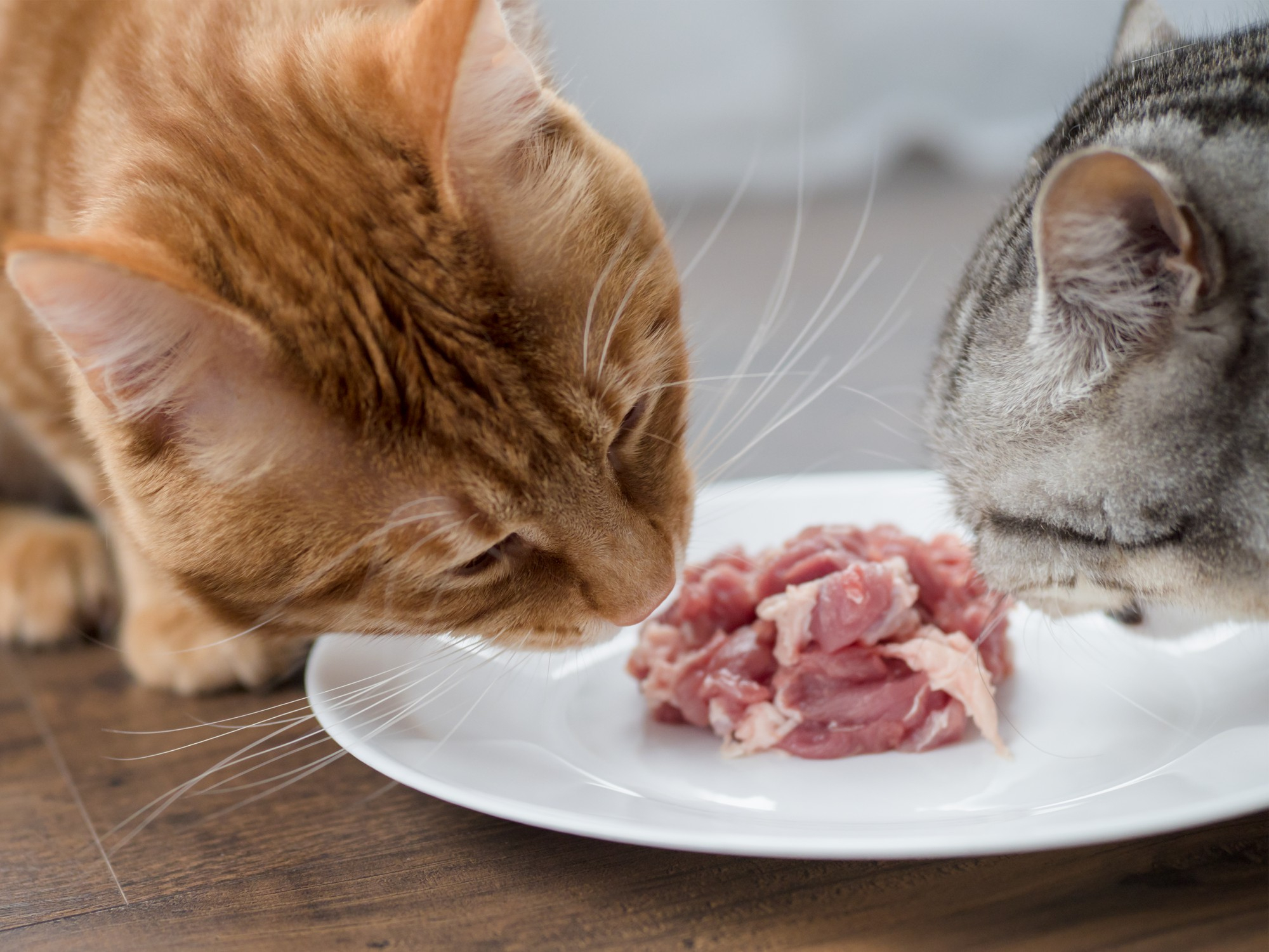 Les besoins physiologiques des chats et des chiens