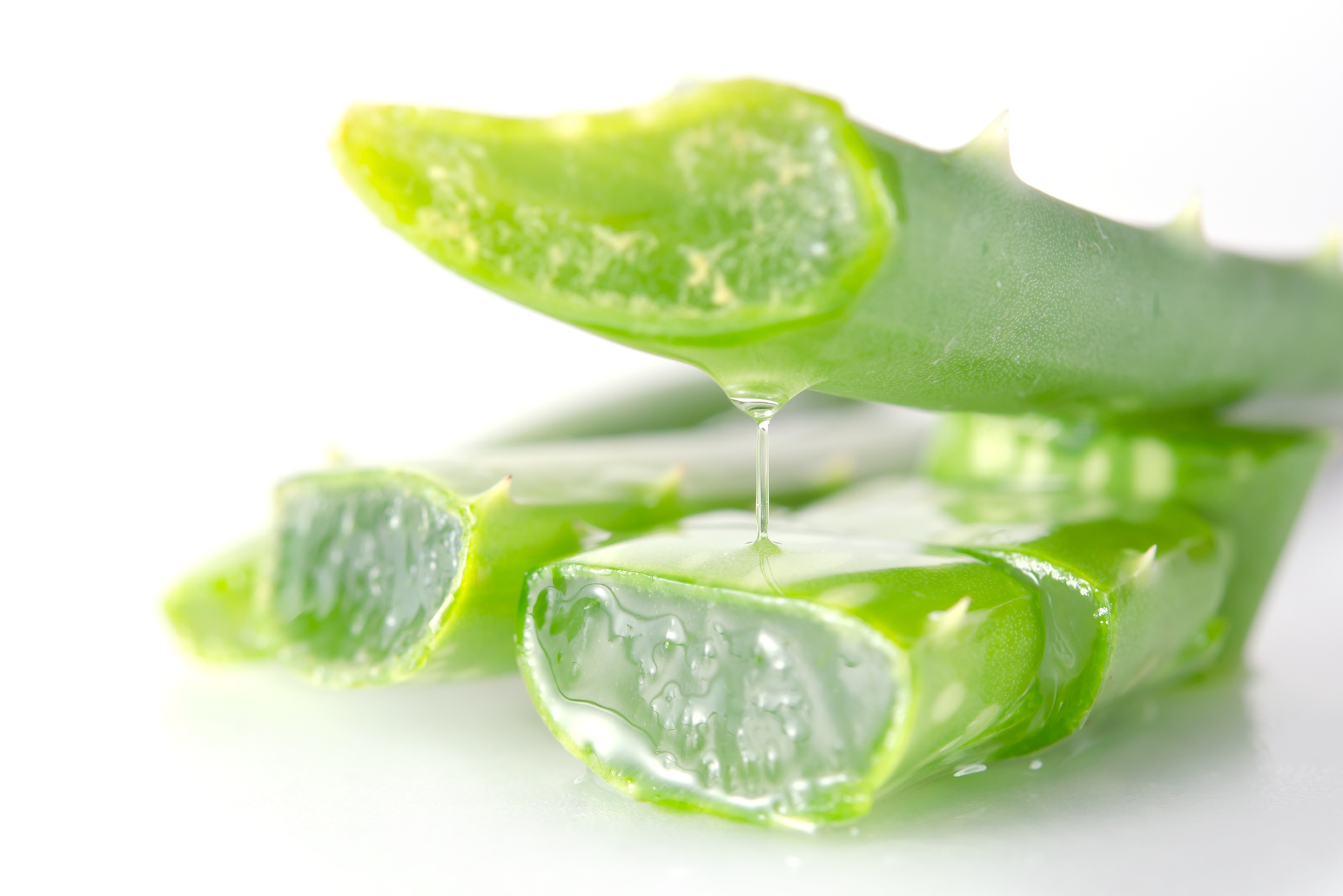 Aloe vera dans les croquettes Alleva