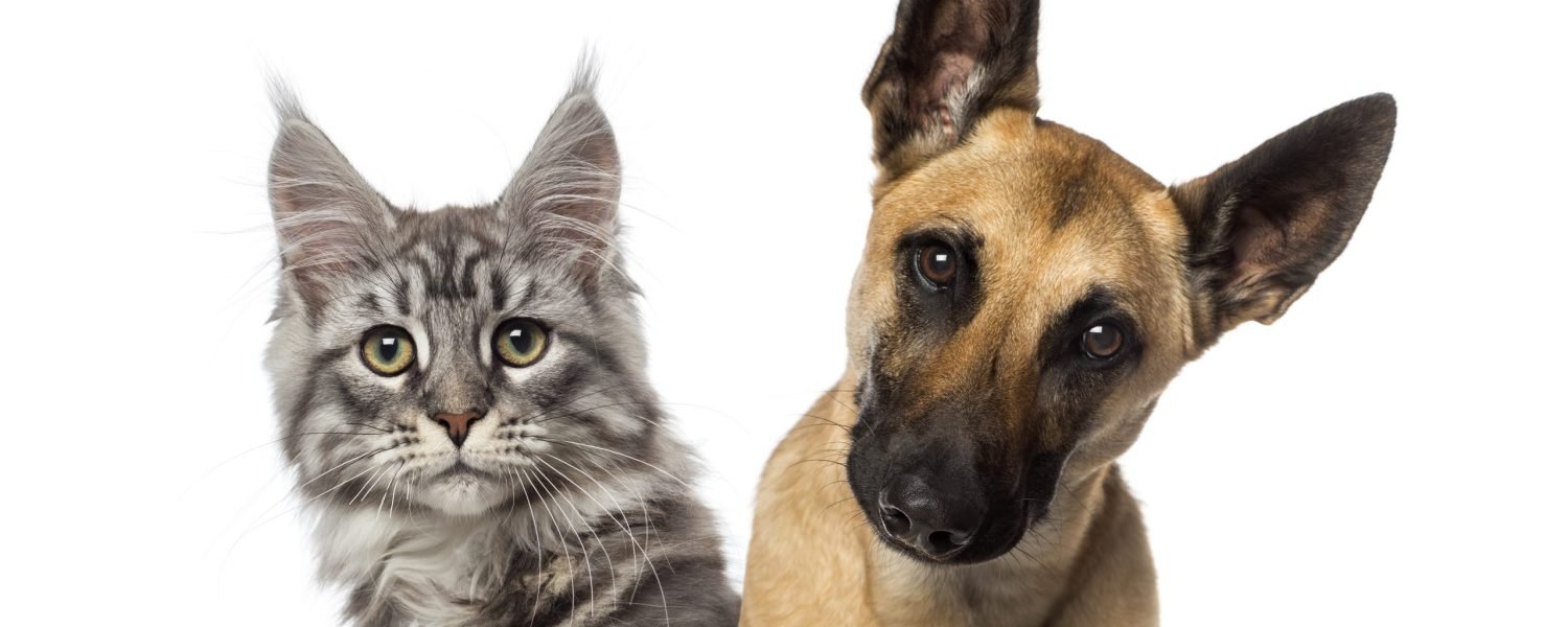 Les formules de livraison sur le marché de nala